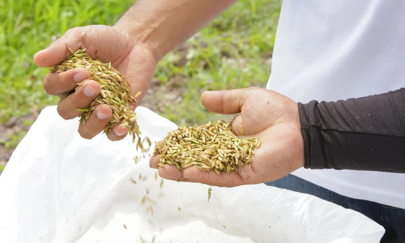 ECUADOR: Asamblea revisará situación del arroz, maíz e importaciones de trigo