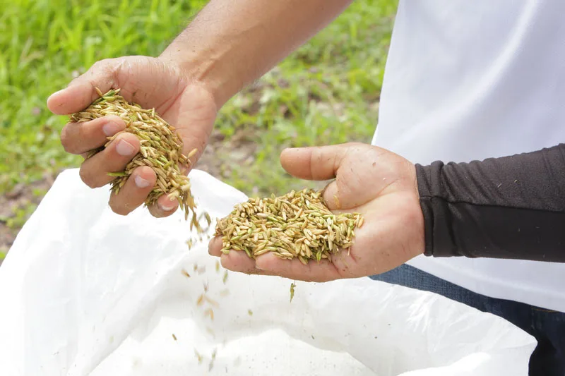 ECUADOR: Congreso internacional de arroz sostenible abrirá sus puertas este 8 de octubre