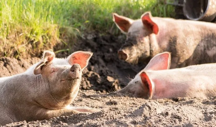 2025, el año en el que la peste porcina y la gripe aviar pusieron en juego millones de euros