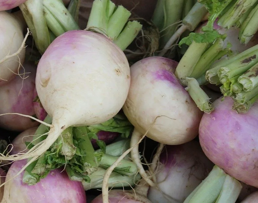 Respuesta de un cultivo de nabo forrajero (Brassica rapa L. var. rapa (L.)), a la fertilizacion nitrogenada a fines de verano en Aysén
