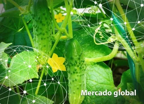 Resumen del mercado global del pepino