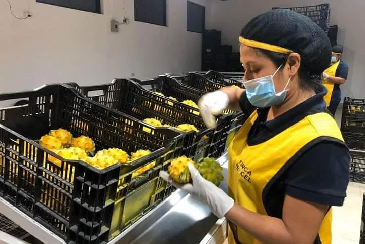 Sectores Productivos se Capacitarán para Aprovechar Acuerdos Comerciales