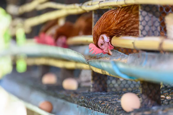 7 problemas en pollos de engorde causados por hígado no saludable