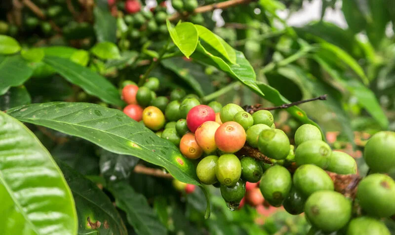 La subida del café verde se desacelera pero el precio continúa alto