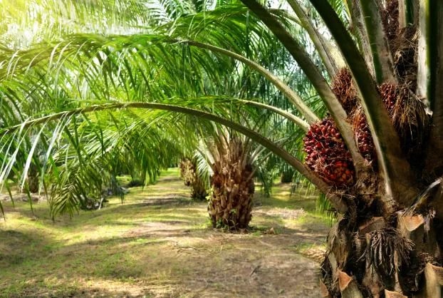 La ley europea contra la deforestación se retrasará otro año, decide la Eurocámara