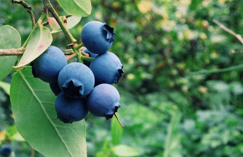 Colombia produce 12.000 toneladas de arándanos en 2025, pero el 95% se queda en el país