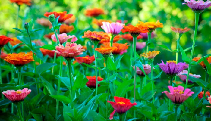 Los cultivadores de flores australianos quieren que los compradores sepan dónde se originan sus flores