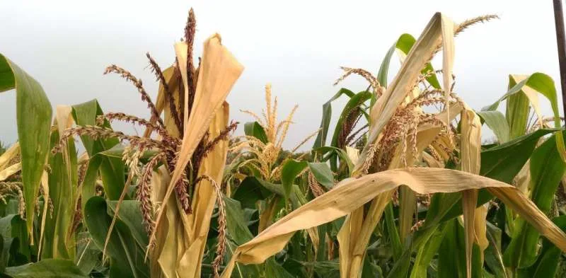 Cómo el cambio climático estresa a las plantas y altera su crecimiento