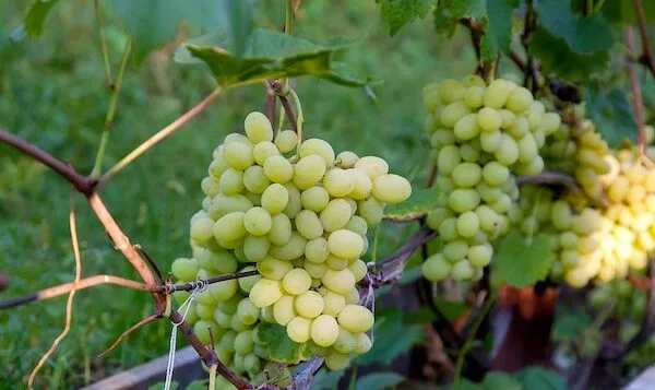 PERÚ: Residuos de uva se transforman en biopolímero ecológico