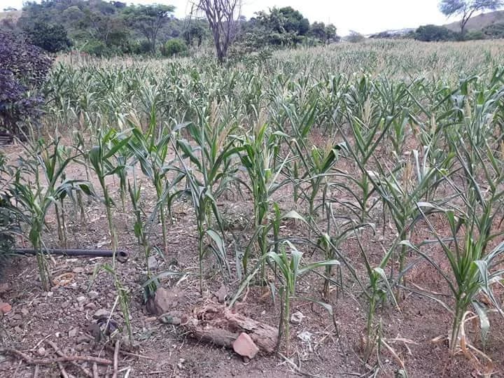 Los científicos pueden hacer que frutas y verduras sean resistentes al cambio climático?