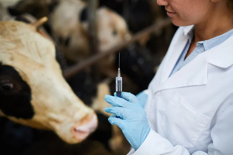 Nuevo banco de antígenos en las Américas para fiebre aftosa