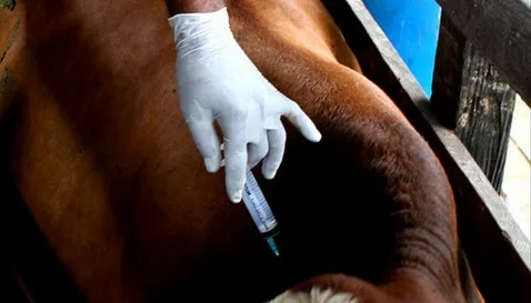 ESPAÑA: Los veterinarios alertan de la fuga de talento hacia países donde se cobra un 200-300 % más