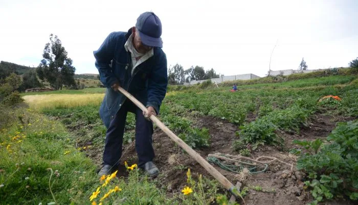 Control de malezas en el campo: las comunidades microbianas sintéticas reducen el uso de herbicidas