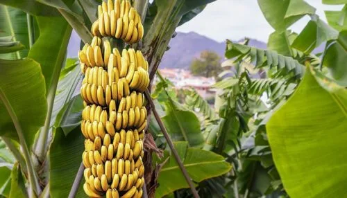 MALAWI: Agricultoras hacen vino con banano para salvar sus cultivos