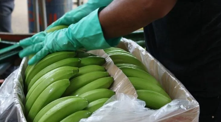 REPÚBLICA DOMINICANA: Exportaciones de banano orgánico caen 6%