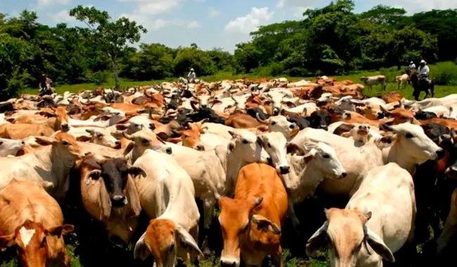 La carne de vacuno puede reducir emisiones hasta un 30%, según estudio
