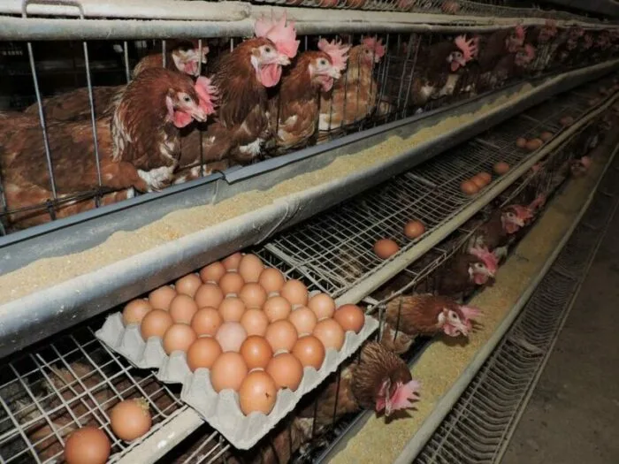 Colombia conquista 11 mercados internacionales para exportación de huevo y pollo