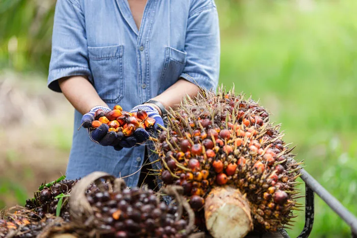 Producción de aceite de palma crece 3 % en el primer trimestre de 2026 en Colombia