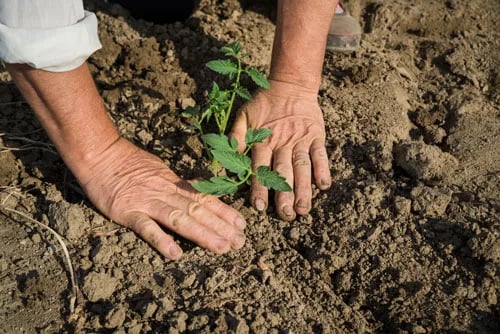 Comprender el crecimiento de las raíces tiene implicaciones para la agricultura resiliente al clima