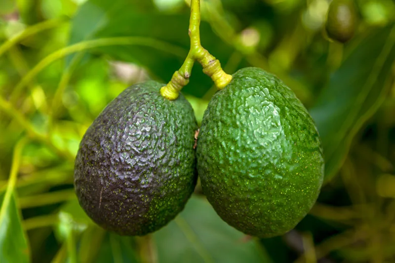 ESTADISTICAS: Resumen del mercado global del aguacate