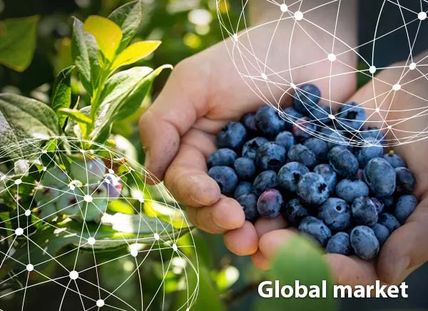 Resumen del mercado global del arándano
