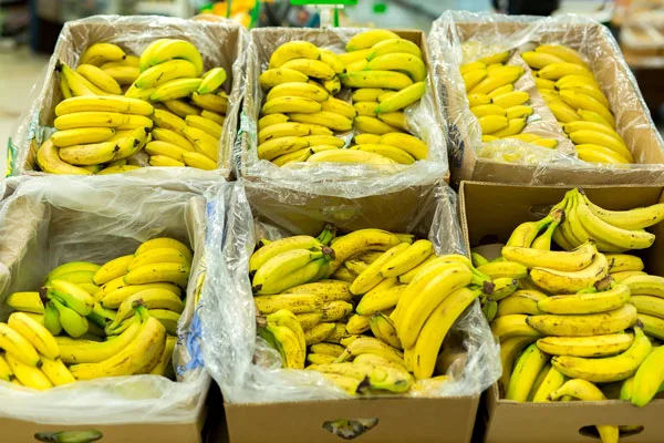 Mal comienzo para las exportaciones de banano peruano fresco en el 2025