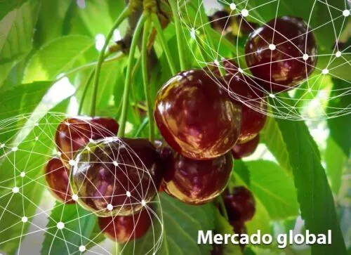 Resumen del mercado global de la cereza