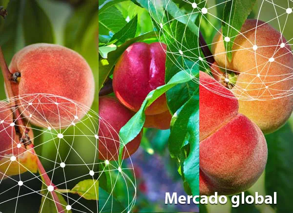 Resumen del mercado global del melocotón, la nectarina y el paraguayo