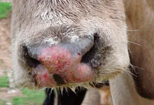 La fiebre aftosa alerta a Europa y España mira cautelosa mientras investiga el virus