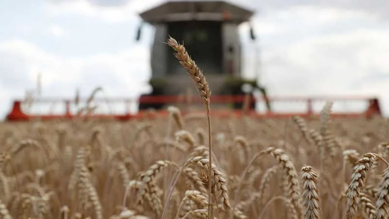 Cómo un agricultor aumentó el rendimiento del trigo a 10 toneladas por hectárea en un suelo que antes no era apto.