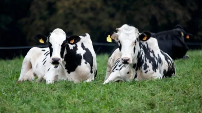 El estrés es contagioso para los animales y costoso para los agricultores