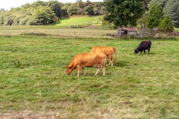 Evaluación nutricional de pasturas mixtas tropicales establecidas en el Sur del Lago de Maracaibo, Venezuela: una estrategia sostenible para la ganadería vacuna a pastoreo
