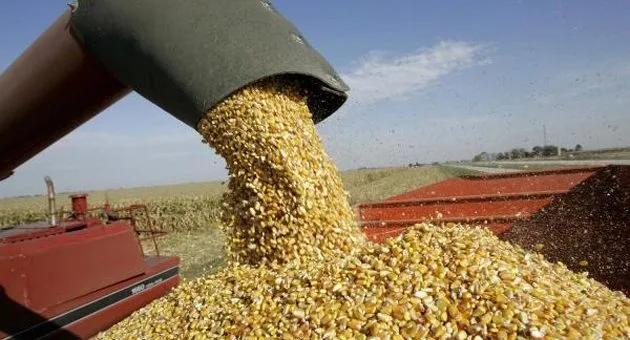 BRASIL: Microorganismos ayudan al maíz en suelos salinos