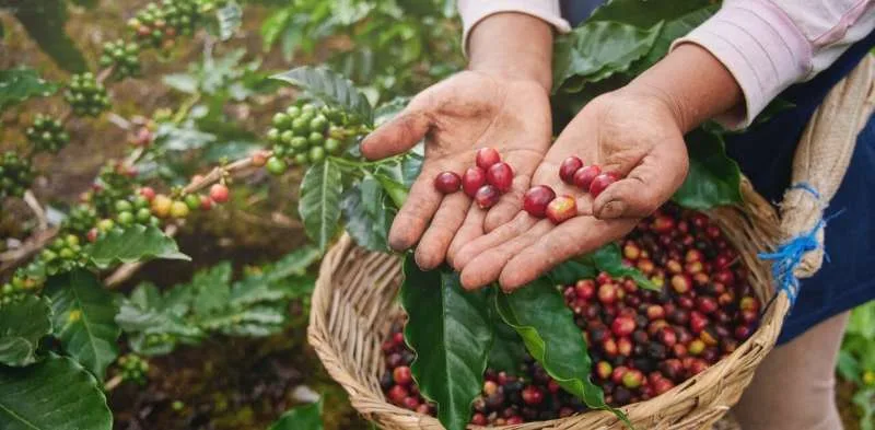 COLOMBIA: Las razones por las cuáles el precio internacional del café llegó a máximos de 13 años