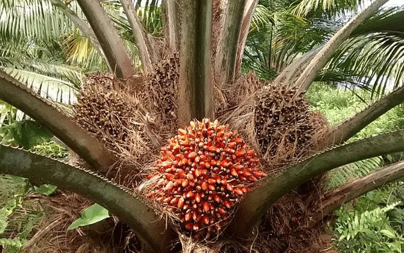 COLOMBIA: Identifican materiales genéticos “élite” de la palma americana de aceite