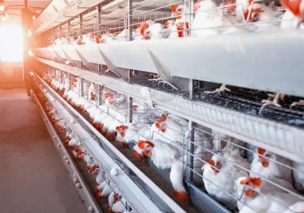 Ponedoras comerciales en el calor del verano