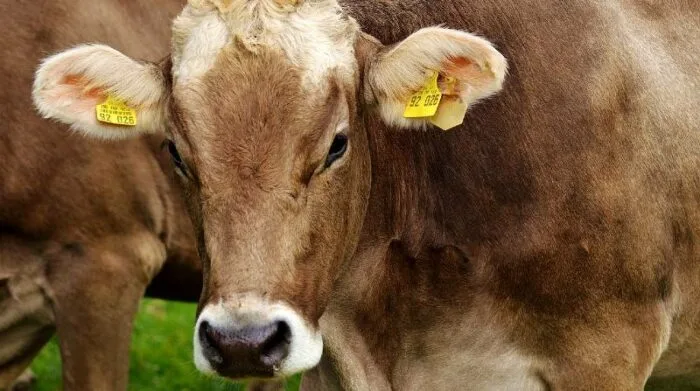 Verrugas en la ubre de una vaca: cómo combatirlas