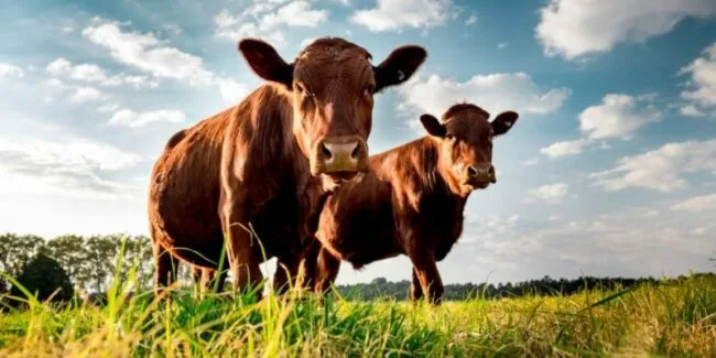 Falsa alerta sobre gusano barrenador sacude el mercado ganadero en EE. UU.
