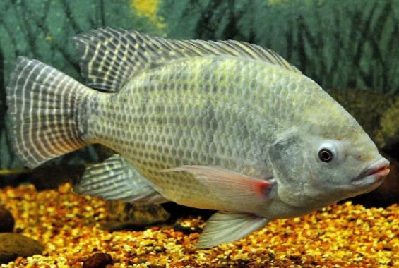 Piel de la tilapia y cachama, la mina del colágeno