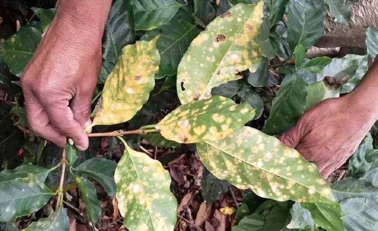BRASIL: Enfermedades en cultivos deben intensificarse con cambio climático, advierte Embrapa