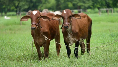 Brasil amplía el acceso de productos pecuarios a Nigeria y Mauritania