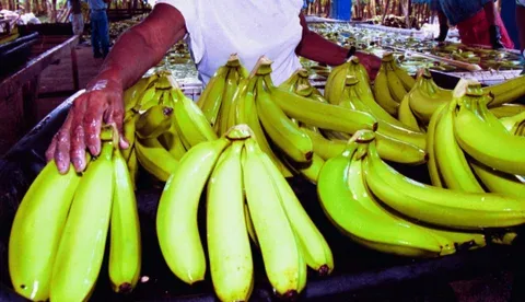 COLOMBIA: Exportación de pequeños y medianos productores plataneros desde el Urabá antioqueño