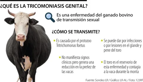 La tricomoniasis genital, una enfermedad de transmisión sexual que ataca al hato bovino
