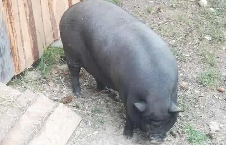 España eleva a 60 los casos de peste porcina