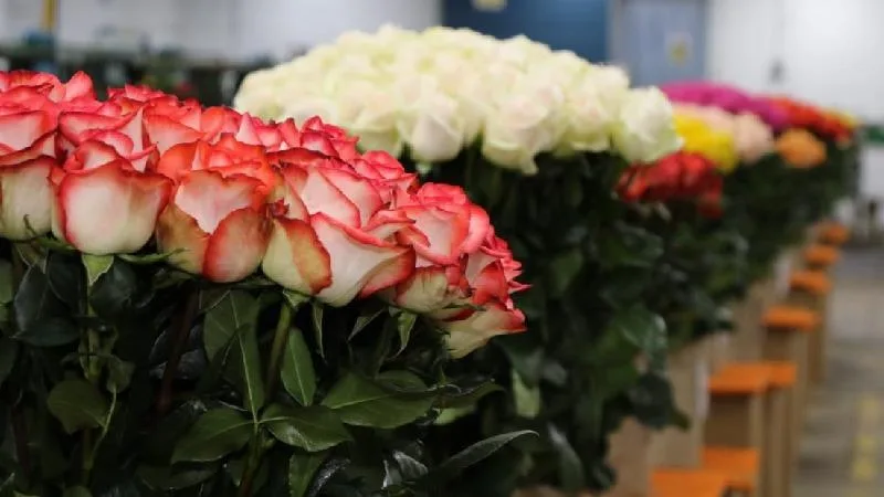 Colombia proyecta exportar 61.000 toneladas de flores por Día de la Madre
