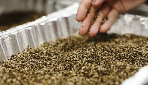 Investigadores alemanes desarrollan cápsulas biodegradables para semillas que mejoran la germinación y reducen el uso de herbicidas