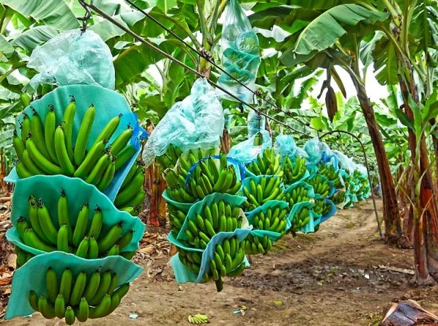Expertos internacionales se reunirán en México para analizar el futuro de la industria bananera