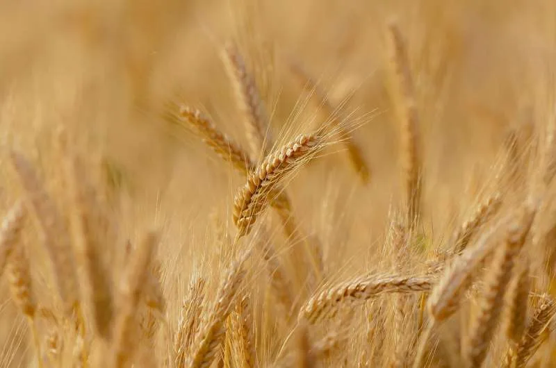 El tamaño de la semilla de trigo de invierno es importante para los rendimientos futuros