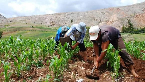 Demasiado calor para cosechar: el aumento del calor amenaza la mano de obra agrícola y la seguridad alimentaria