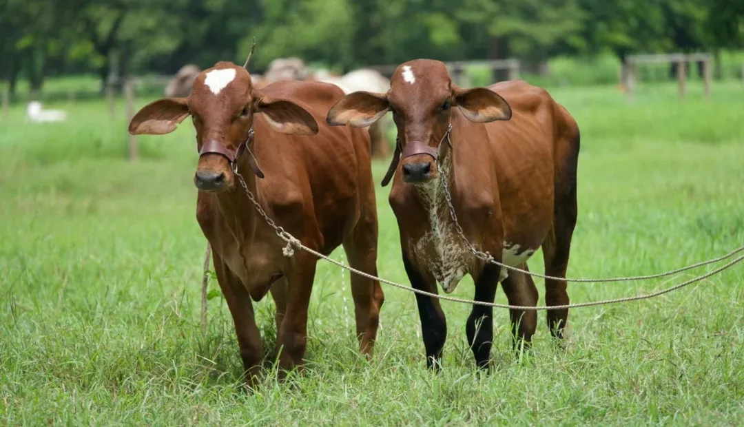 BRASIL: El Ministerio de Agricultura establece una campaña nacional de vacunación contra la brucelosis.